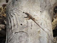 Sceloporus utiformis