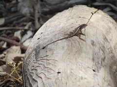 Sceloporus utiformis