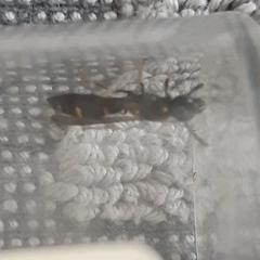 Symmorphus bifasciatus