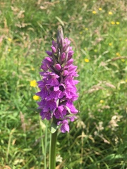 Dactylorhiza praetermissa