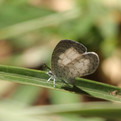 Spalgis lemolea lemolea