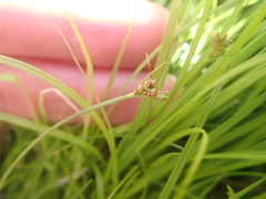 Carex deflexa