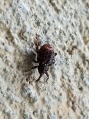 Conotrachelus posticatus