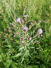 Cirsium arvense vestitum