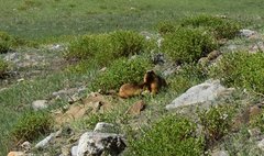 Marmota caudata