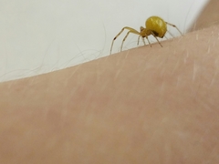 Anelosimus studiosus