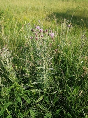Cirsium arvense vestitum