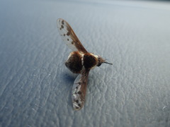 Bombylius pygmaeus