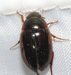 Tropisternus collaris