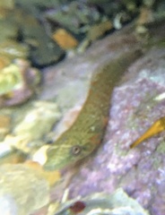 Lepadogaster candolii