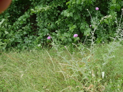 Cirsium texanum