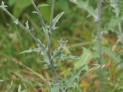 Cirsium texanum