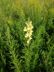 Linaria biebersteinii