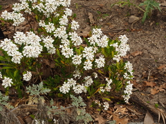 Iberis semperflorens
