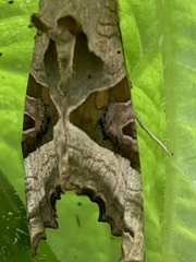 Phlogophora meticulosa