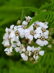 Achillea macrophylla