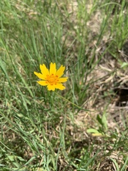 Coreopsis nuecensis