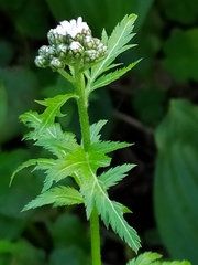 Achillea macrophylla