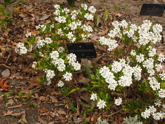 Iberis semperflorens