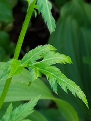 Achillea macrophylla