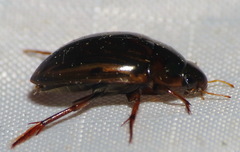 Tropisternus collaris