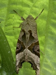 Phlogophora meticulosa