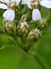 Achillea macrophylla