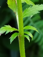 Achillea macrophylla