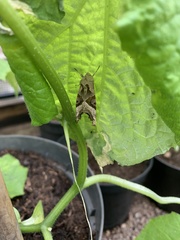 Phlogophora meticulosa