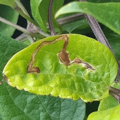 Phytomyza agromyzina group