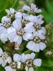 Achillea macrophylla