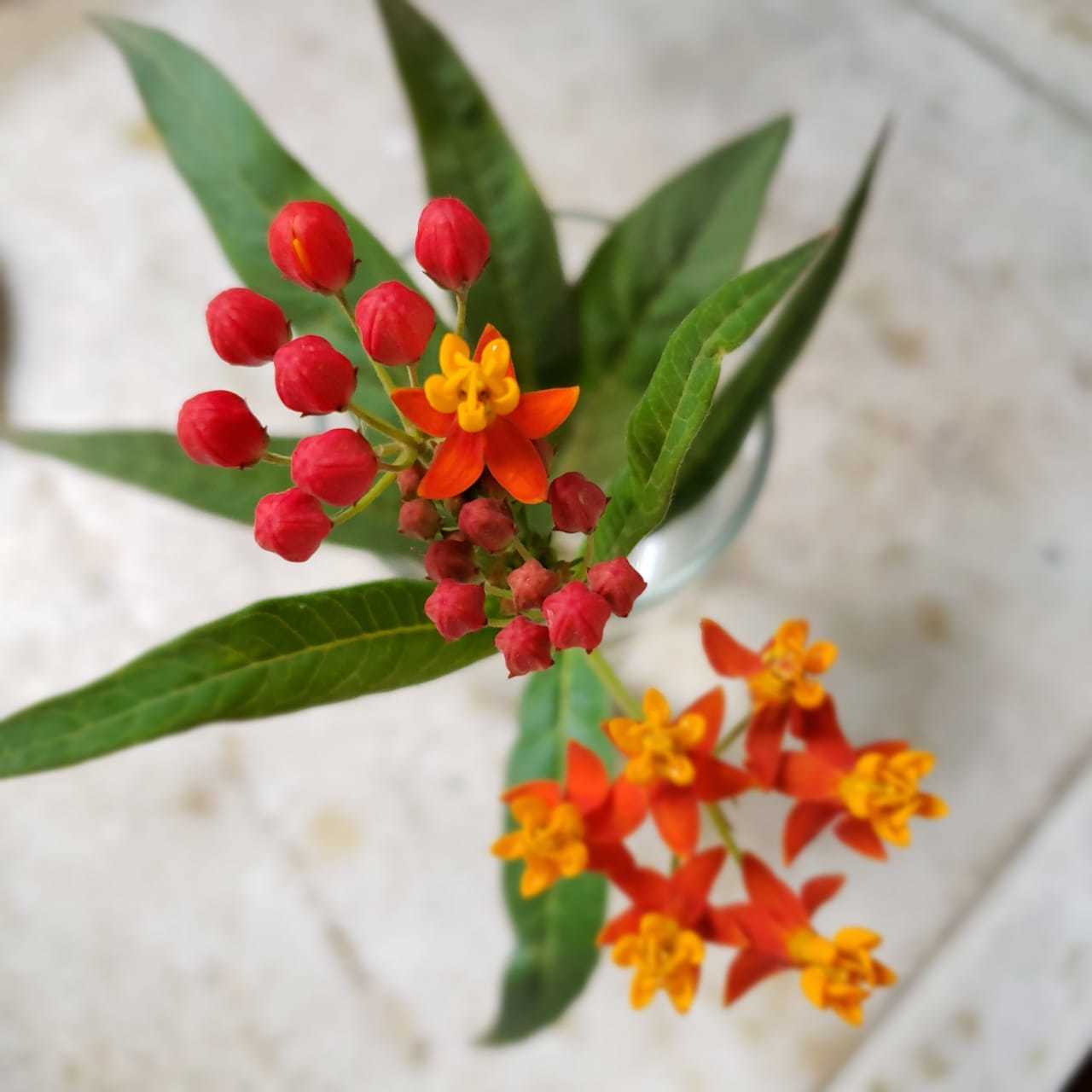 Asclepias curassavica