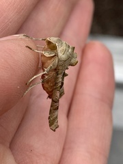 Phlogophora meticulosa