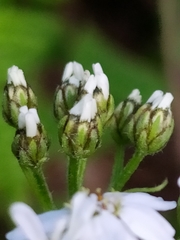 Achillea macrophylla