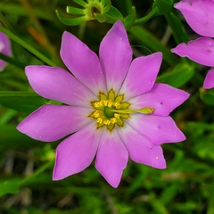Sabatia dodecandra foliosa