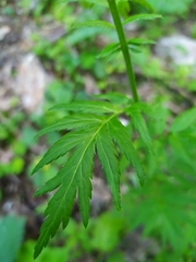 Achillea macrophylla