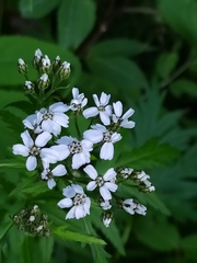 Achillea macrophylla