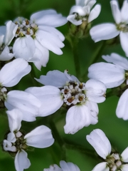 Achillea macrophylla