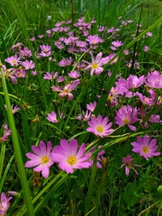 Sabatia dodecandra foliosa