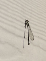 Argia tibialis