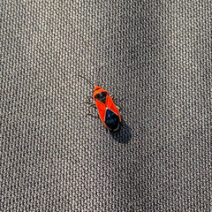 Graptostethus incertus