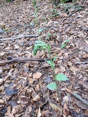 Epipactis krymmontana