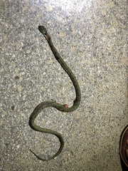 Rhabdophis tigrinus