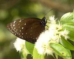 Euploea phaenareta