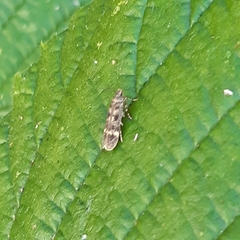 Bryotropha basaltinella