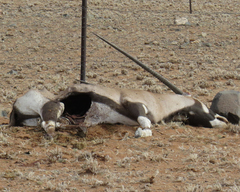 Oryx gazella