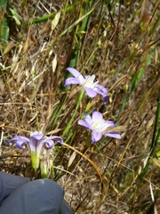 Brodiaea terrestris