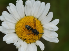 Gymnomerus laevipes