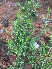 Erica hispidula