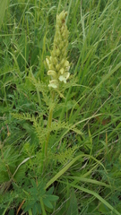 Pedicularis uralensis